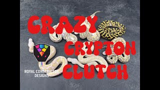 CRAZY CRYPTON CLUTCH - get your eyes on this.