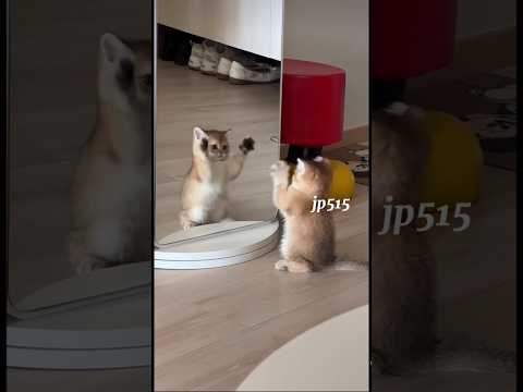Mpus kecil bermain sama kembaran nya 🥰 #cute #cat #pets #kitten #catshorts