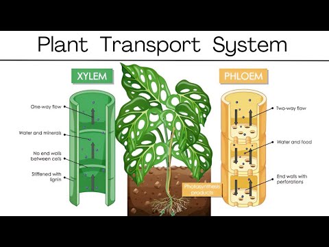 What is Plant Transport System ? Xylem and Phloem