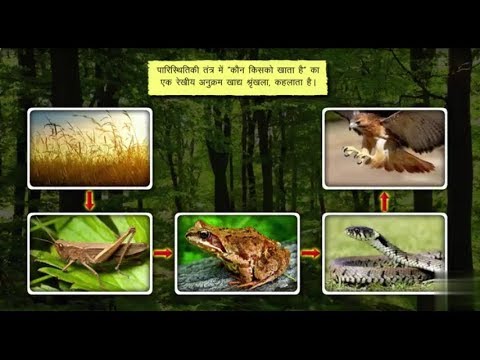 खाद्द श्रृंखला क्या है? || What is the food chain?