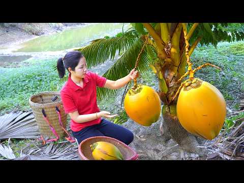 Harvesting 1000 + Golden Coconut in the rapid stream To Sell At Market |Tieu Ca - Free Bushcraft