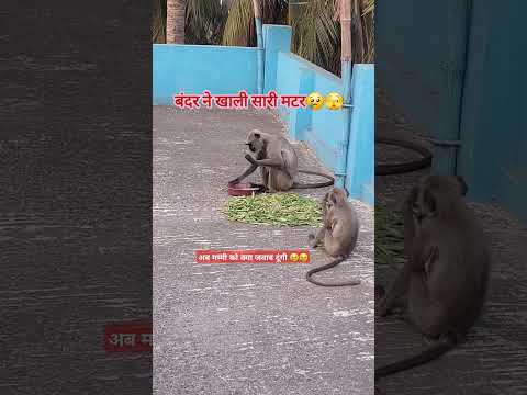 अब तो पिटाई पक्की 😢🫣 #monkey #bandar #ytshorts #shortsvideo #trending