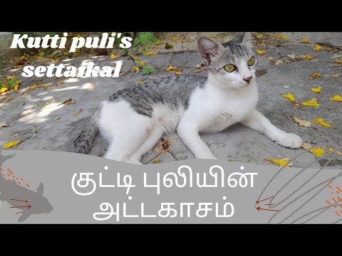 குட்டி புலியின் சேட்டைகள் |  எங்கள் வீட்டு பூனை | pets at home