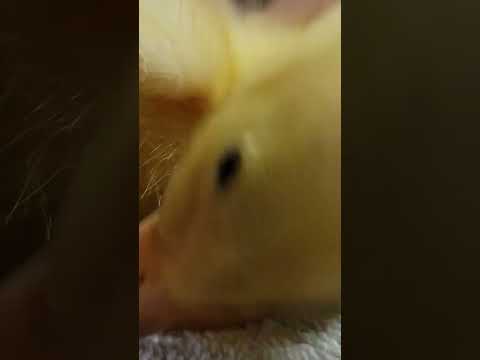 Baby Duckling🐣 #duckling #cuteanimals #babyanimals