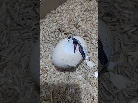 A new life begins. Fresh out of the shell! #egghatching #chicken #newlife #youtubeshorts