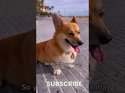 Fun Facts About Twerking #corgi #shorts #corgipuppy
