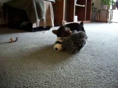 UFC match. Yorkie vs. raccoon