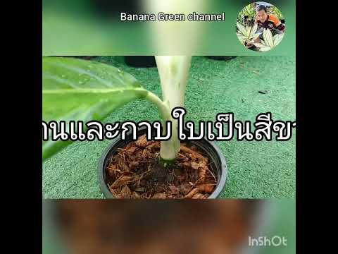 ราชินีสีทองคำ Dieffenbachia Queen Golden
