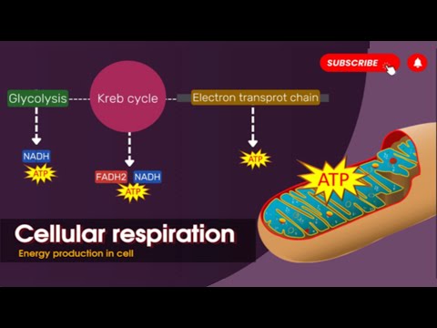 Cellular respiration in detail🔬🔍  || Glycolysis || Kreb cycle || Electron transport chain || Biology