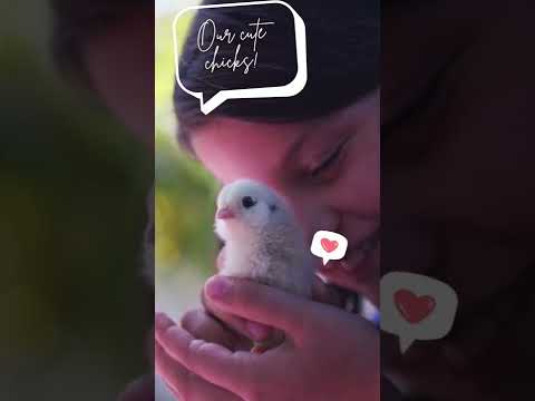 Playing with baby chickens and cute baby chicks.😍😍😍