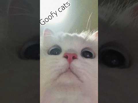 #funny #cat #cute