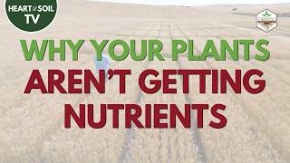 Your Soil Has the Minerals... So Why Aren't Plants Getting Them? | Tainio Biologicals