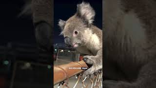 Koala on a Mine Site - Ozzy Man Reviews