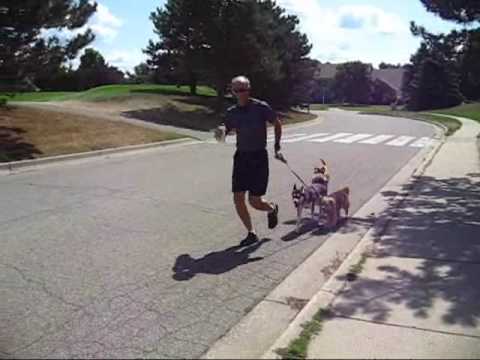 Running With Dogs