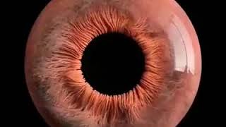 This human eye #shorts #beauty #amazing #photography #captionplus
