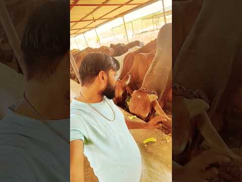 gau mata 🙏 #shorts​ #short​ #cowsblike​ #gaumatakiseva​ #sunehrigaay​ #youtubeshorts​ #subscribe​