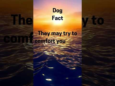 Dog Facts you need to know!