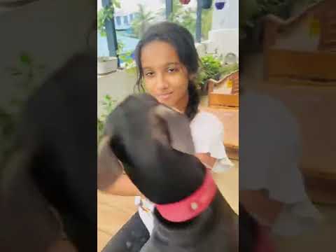 Martial arts Training for Dog by a  Girl | Dog won by Kissing the Girl | Dogs Love | Cute expression