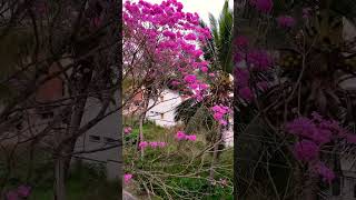 Beautiful Nisarga… 🌸🥰🌸 #apurbadiary #spring #beautifulnature #viralshort #trending