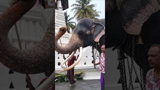 අද කතරගම වාසනාගේ දවසයි|Katharagama wasana #shortvideo #fyp #short #shorts