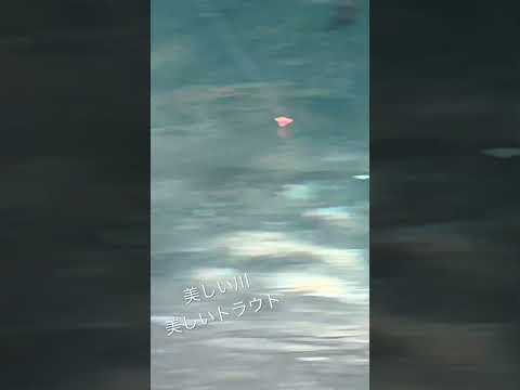レインボートラウトをアップで撮ってみました😊♯北海道♯札幌♯札幌近郊♯渓流釣り♯渓流餌釣り♯夫婦で釣り♯トラウト♯レインボートラウト♯虹鱒
