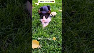 SUBSCRIBE to adopt me 🥺😭😿💔 #cat #cats #shorts #catshorts #kitten #cute #cutecats #pets #funnyanimals