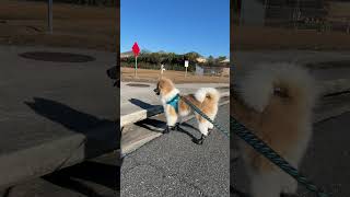 Vibin monday #puppy #funnydog #pets #funnyanimal #cutedog #dog #cute #shortvideo #dogshorts #funny