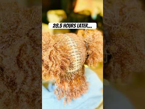 Sisterlocks Installation #locstyles #womenwithlocs #locs #sisterlocks #microlocs