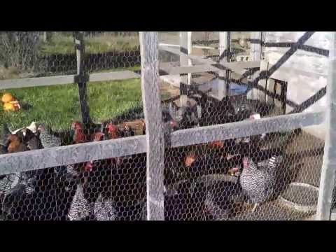 TSM 115 Chicken Coop Virtual Tour Part #2