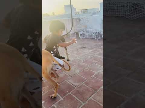 Dog funny chase | dog comedy | dog run joke