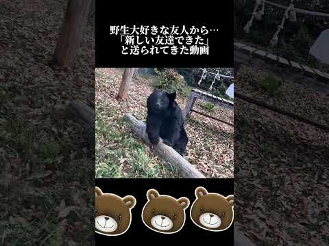 迷いこんだのか…捕獲されたのか…詳細聞いたらまた載せます。#熊 #bear #shorts #野生動物 #comedy