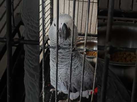 My Parrot 🦜
