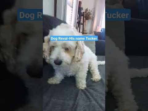 Dog Reval