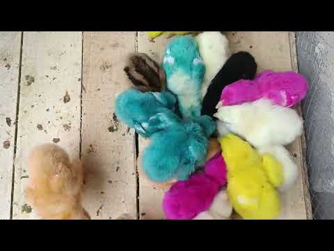 colour full chicks baby chicks 💞🤩#animals #chicken #chicksbrooding #viral