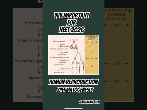 Human Reproduction (Spermatogenesis )Very Important for Neet 2026 #biology #neet #shorts #trending