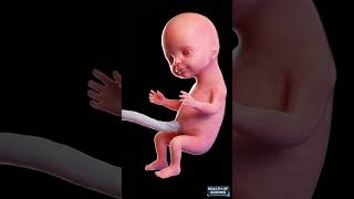 Development of a human fetus in The Miraculousof Human Development (4K 3D Animation) #baby #pregnant
