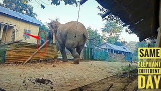 Wild Elephant Attack😱😱 || Wild elephant broke the fence and entered the house🐘||