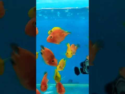 FISH WORLD# 🐠🐋🐟# New video#please_subscribe_my_channel.