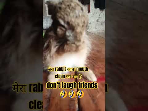 🤣 rabbit #comedy #nature #trending #viral video #masti