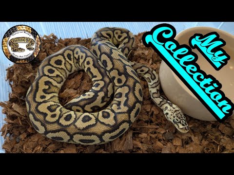 Ball Python Collection. All My Snakes!