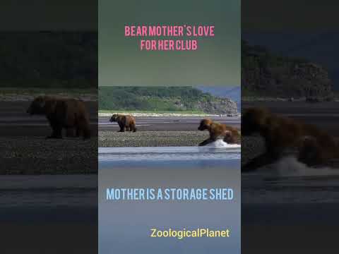 Bear Mother|Bear life|#wildlife #bear #wild #animals #zoo