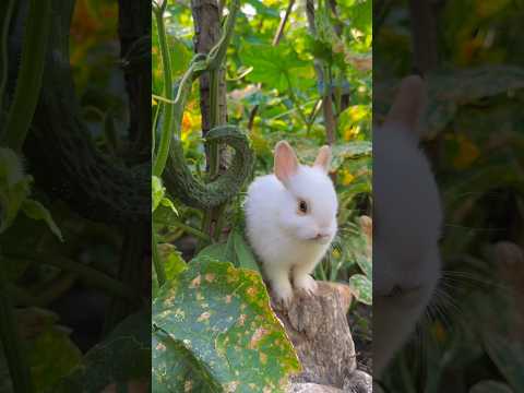 Veggie Feast: Adorable Rabbit Nibbles on Bottle Gourd! 🥒🐰 #trending #cute #rabbit #animals #shorts