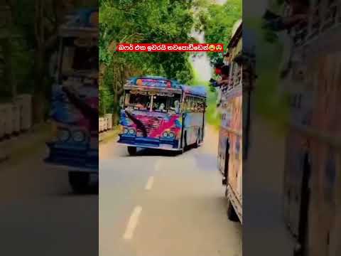 නීලපබළුගෙ වැනිල්ල කොහොමද?#kasiyabro #dhamrejini #trending #viral