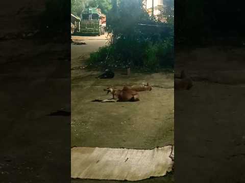 🤣funny and🔥#shortvideo #viral #trending #shorts