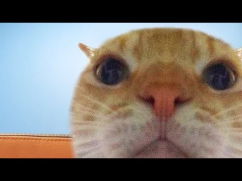 Cat crunching💀