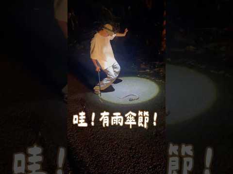 哇🌿！有雨傘節！- #生態 #snake #台灣生態 #山林 #森林 #台灣 #雨傘節 #生態攝影 #蛇 #taiwansnake #taiwan #mountain