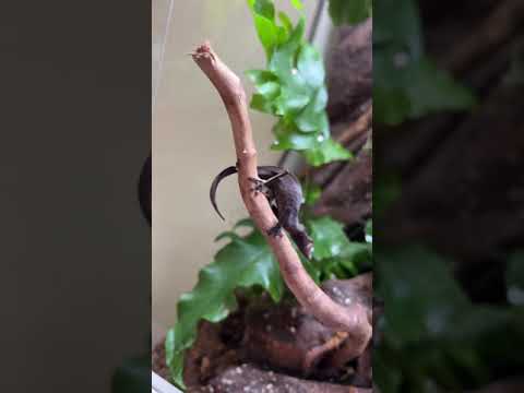 These Geckos Look Like Dead Leaves?! *RARE* #shorts #animals #reptiles #science