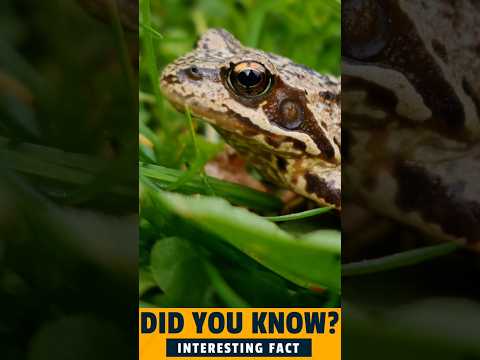 Frozen but Alive? How Some Frogs Survive Being Turned in to Ice