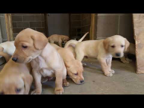 Yellow Pointing Lab Puppies