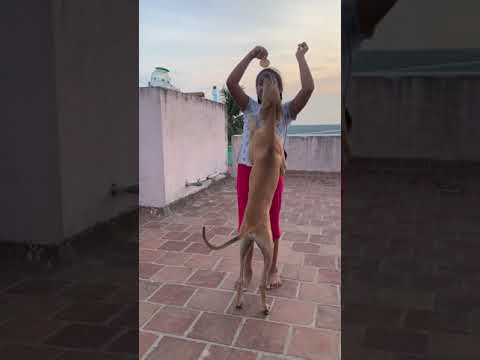 Dog jump for biscuit | Little girl training hunter dogs
